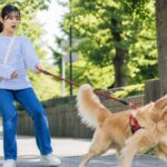 犬の散歩で引っ張りに悩む人必見！失敗しない防止グッズ7選
