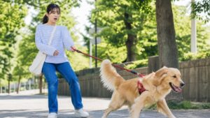 犬の散歩で引っ張りに悩む人必見！失敗しない防止グッズ7選