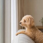 犬の留守番は何時間まで？限界とNG時間を年齢別に解説