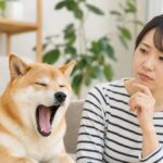 犬のあくびはストレス？病気？損しない見分け方5つ