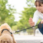 犬の拾い食いをやめさせる完全対策5選