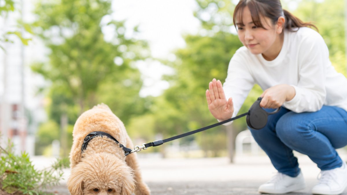 犬の拾い食いをやめさせる完全対策5選