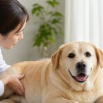 犬の肥満は病気の前ぶれ？見た目で分かる危険サインと失敗しないダイエット法5つ