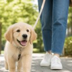 子犬の散歩はいつから？失敗しないデビュー新常識5つ