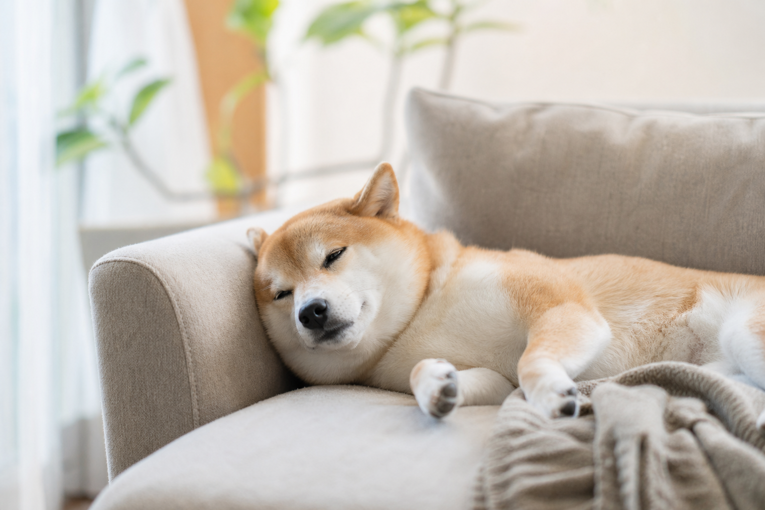 犬がため息をつく主な理由・気持ち4パターン