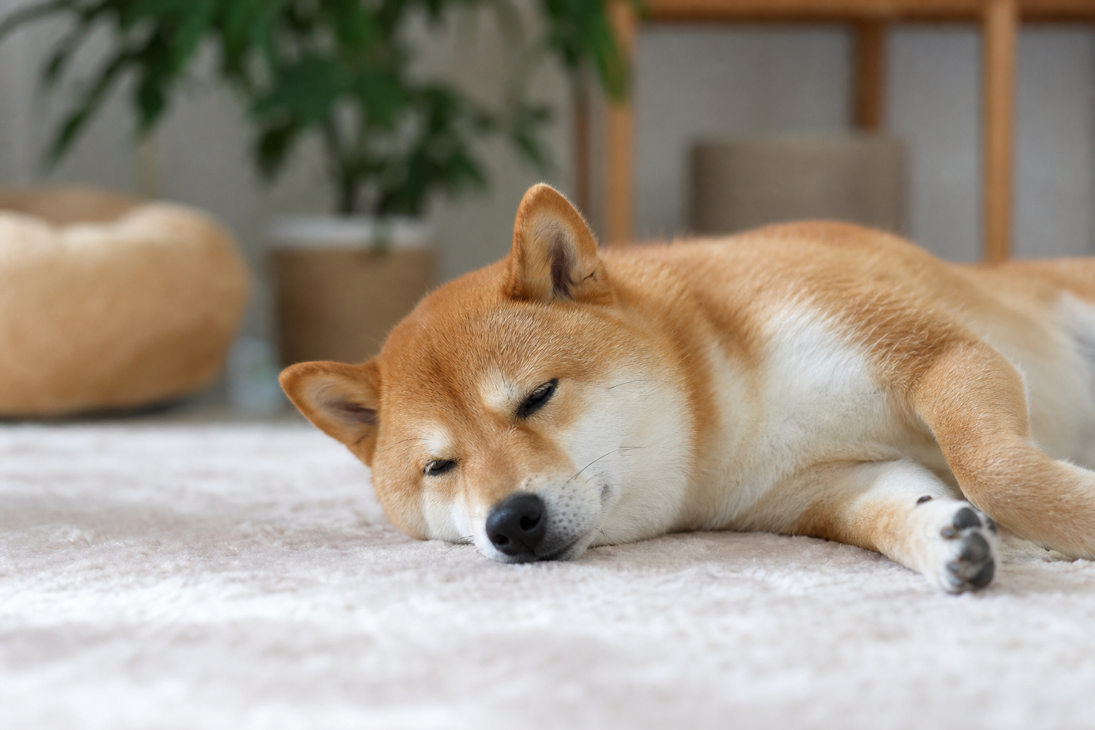 ため息の「音・タイミング・様子」で読み解く犬の気持ち