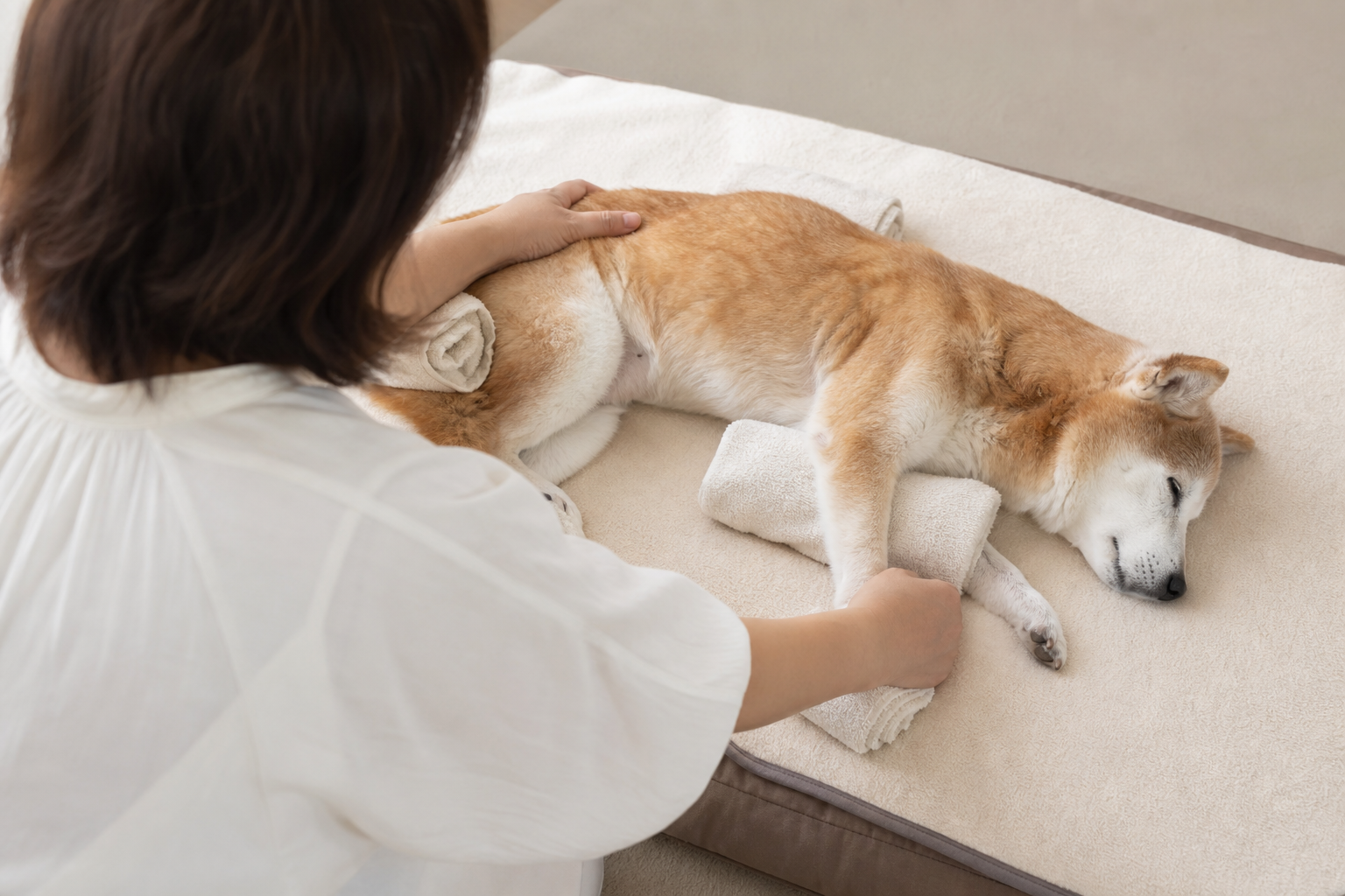 老犬介護の基本③｜寝たきり犬のケアと床ずれ予防