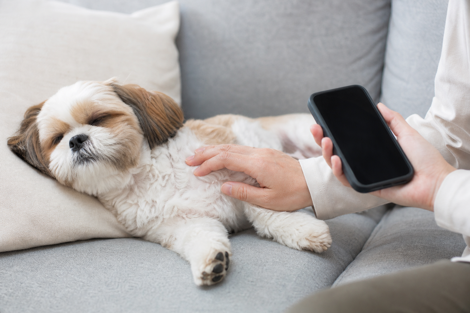 犬の呼吸数の正常値と自宅での測定方法