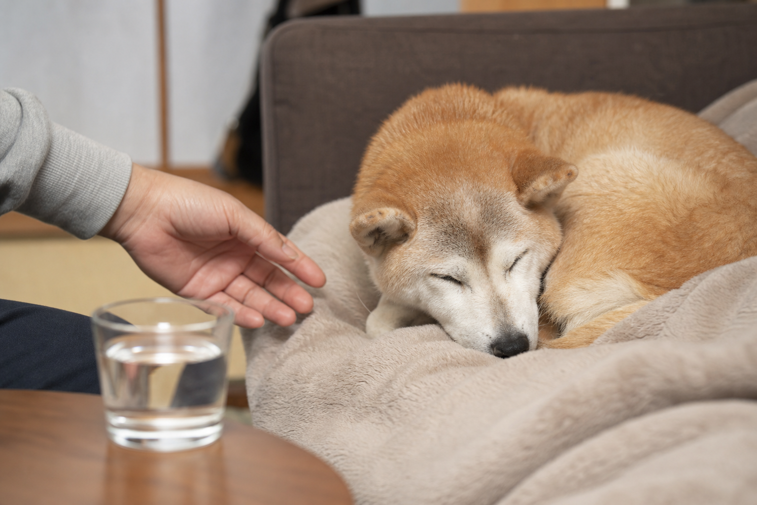 よくある質問（FAQ）：老犬が寝てばかり・食欲がないときの疑問に答える