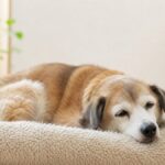老犬が寝てばかりで食欲ない…病気を見逃さない5つのチェック