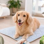 室内で犬が夏に病気にならない暑さ対策7選